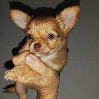 Cuccioli Chihuahua a pelo lungo