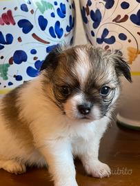 Cucciolo di Chihuahua Maschio Pelo Lungo Pedigree