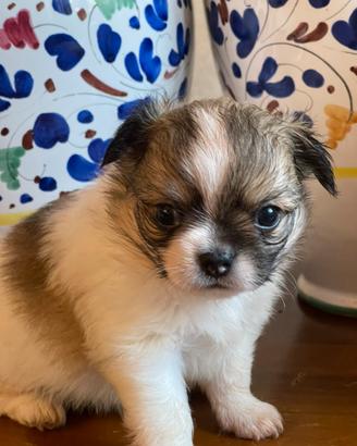 Cucciolo di Chihuahua Maschio Pelo Lungo Pedigree