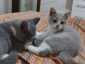 Cuccioli scotthis straight