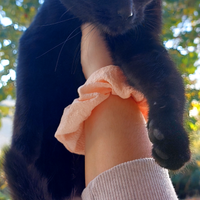 Bellissime gattine nere (due) GRATIS