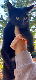 Bellissime gattine nere (due) GRATIS