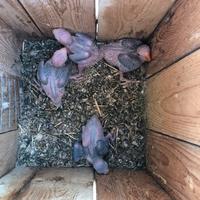 Disponibili Pulli di parrocchetto dal collare