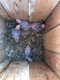 Disponibili Pulli di parrocchetto dal collare