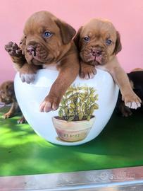 Dogue de Bordeaux Cuccioli Pedigree Enci