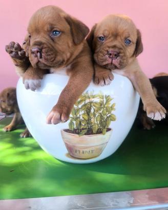 Dogue de Bordeaux Cuccioli Pedigree Enci