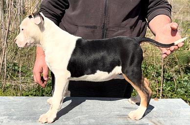 Cucciola di pitbull tricolor