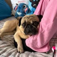 Carlino maschio per accoppiamento
