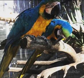 Are, parrocchetti e amazzone