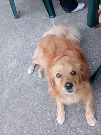 Cagnolino