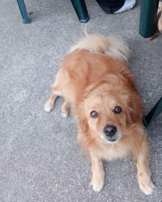 Cagnolino