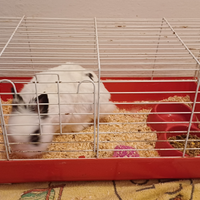 Coniglio Jersey Wooly