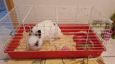 Coniglio Jersey Wooly