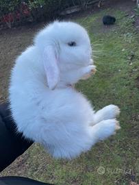 Coniglio ariete Minilop