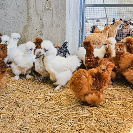 Galline moroseta 7 mesi