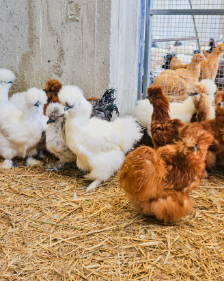 Galline moroseta 7 mesi