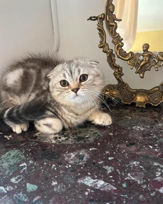 Scottish-fold e scottish-straight 