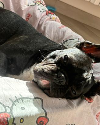 Bulldog francese maschio per accoppiamento