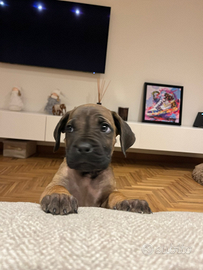 Cane Corso x Dogue de Bordeaux