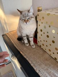 Gattina Certosina X Bengala