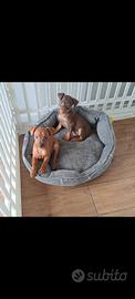 Pinscher