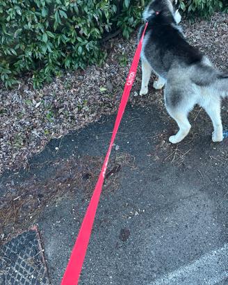 Cucciolo husky