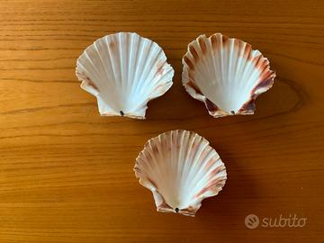 Conchiglie