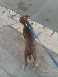 Amstaff prezzo poco trattabile