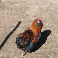 Gallo araucano di 9 mesi