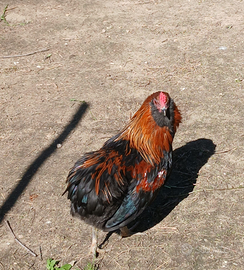 Gallo araucano di 9 mesi