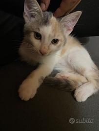 Gattina