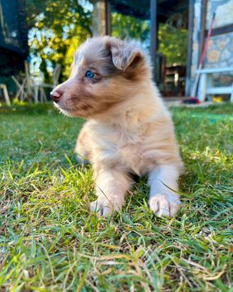 Border collie