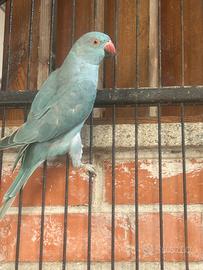 Parrocchetto dal collare