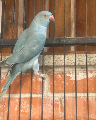 Parrocchetto dal collare