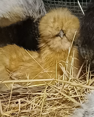 Galline moroseta