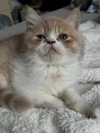 gattini 