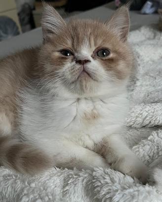 gattini 