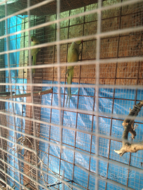 Parrocchetti dal collare