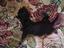 Immagine 6