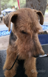 Welsh terrier