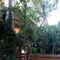 albero di melograno nero succosissimo 