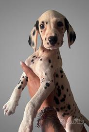 Cucciolo di Dalmata con pedigree 