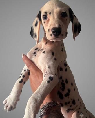 Cucciolo di Dalmata con pedigree 