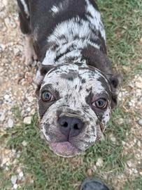 Bulldog francese