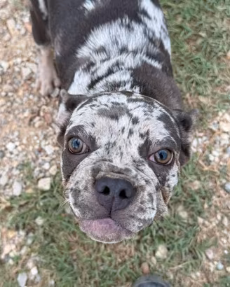 Bulldog francese
