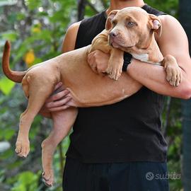 Cucciole di American Bully XL