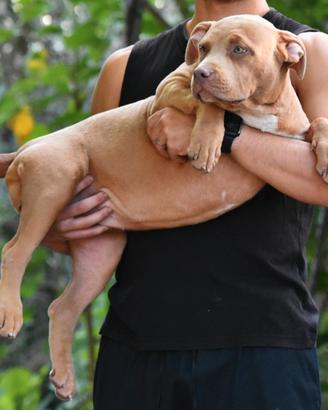 Cucciole di American Bully XL