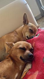 Cani: incrocio tra Pinscher e Chihuahua di 1 anno