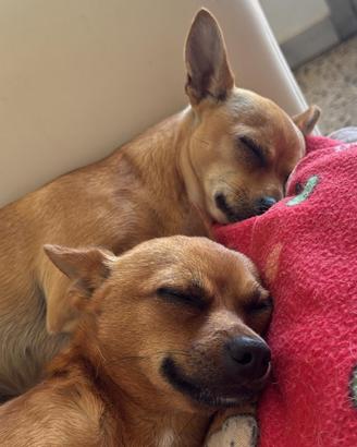 Cani: incrocio tra Pinscher e Chihuahua di 1 anno