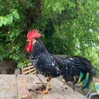 Gallo razza Ancona ovaiola